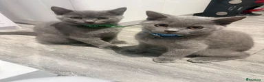 British Shorthair 2