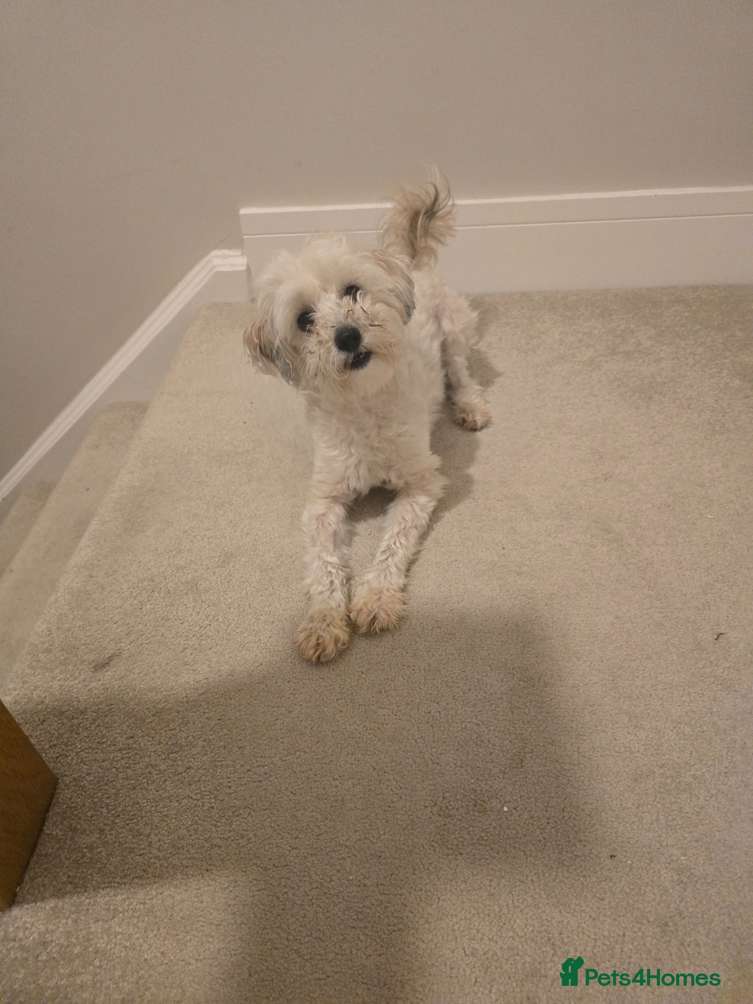 Maltipoo dogs for sale: Roxy  in Chester-le-Street - Advert 8