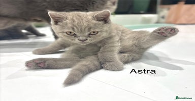 British Shorthair cats - Advert 10