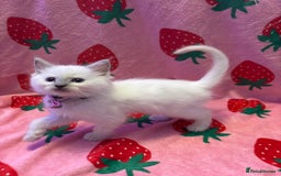 Ragdoll cats for sale: GCCF ACTIVE Registered Ragdoll Kittens  - Image 10