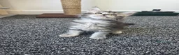 Maine Coon cats for sale: Maine coon pedigree kittens  - Advert 12