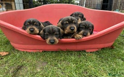 Dachshund dogs for sale: Dual Purpose Standard Wirehaired Dachshund(Teckel) - Image 8