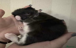 Maine Coon cats for sale: Maine coon x kittens  - Advert 15