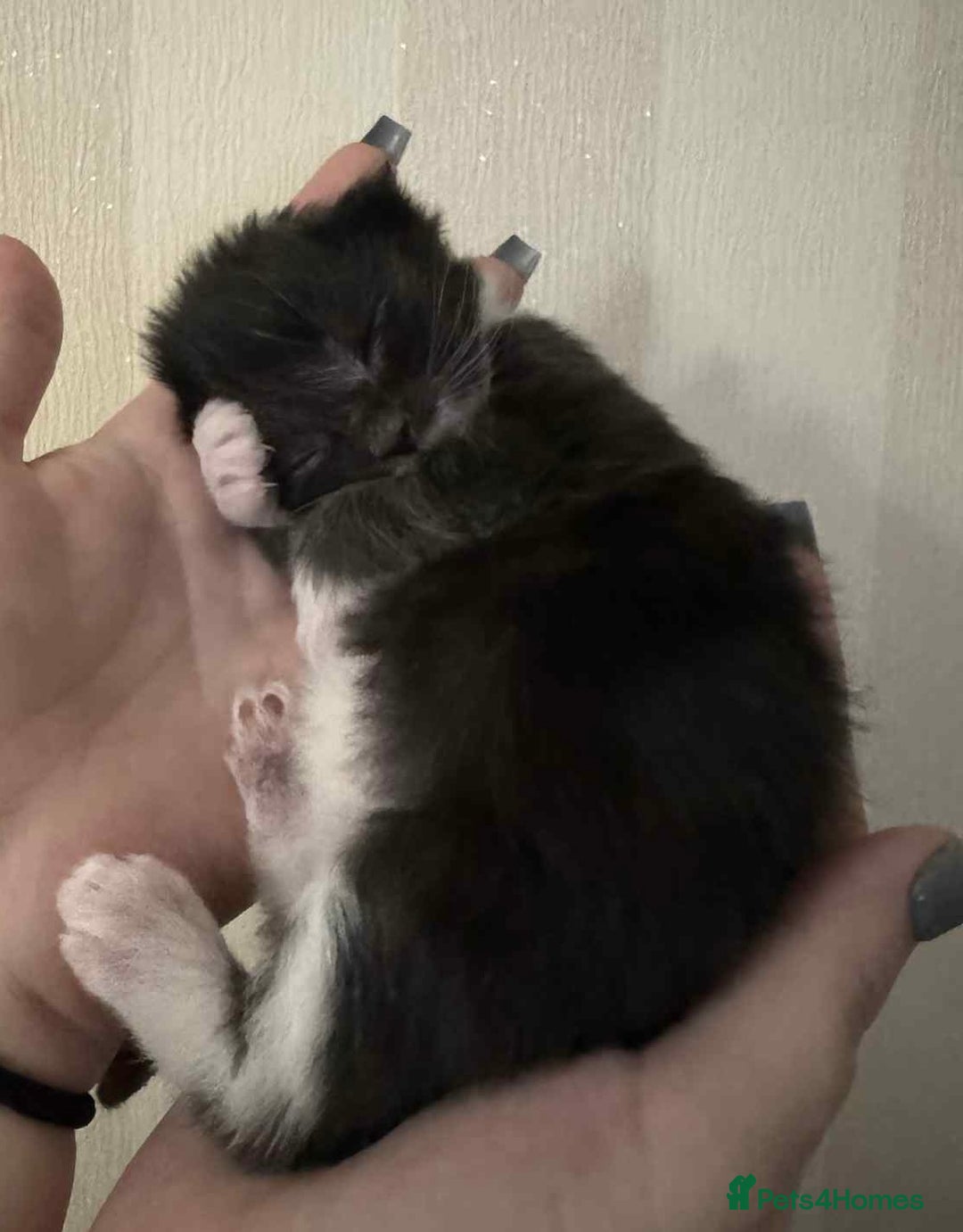 Maine Coon cats for sale: Maine coon x kittens  - Advert 15