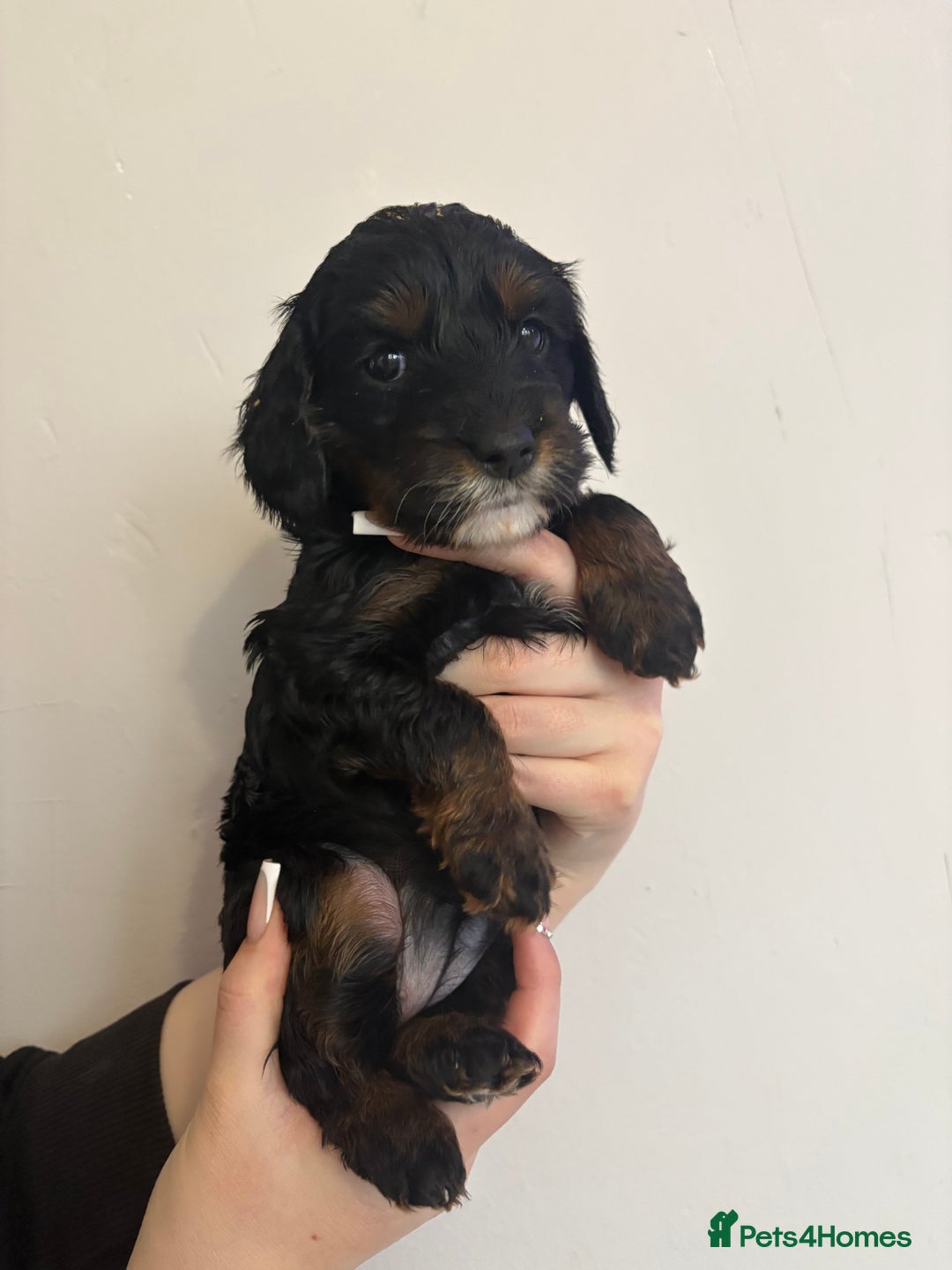 Cavapoo dogs for sale: 2 males and 1 female left  - Advert 9