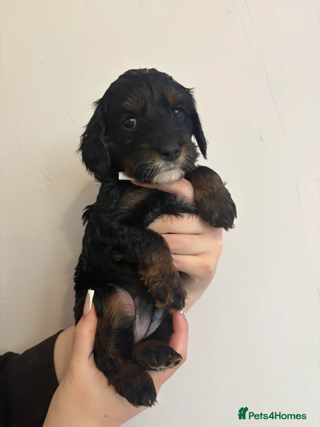 Cavapoo dogs for sale: Gorgeous cavapoos  - Advert 8