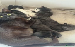 Mixed Breed cats for sale: female kittens  in Enfield - Image 1