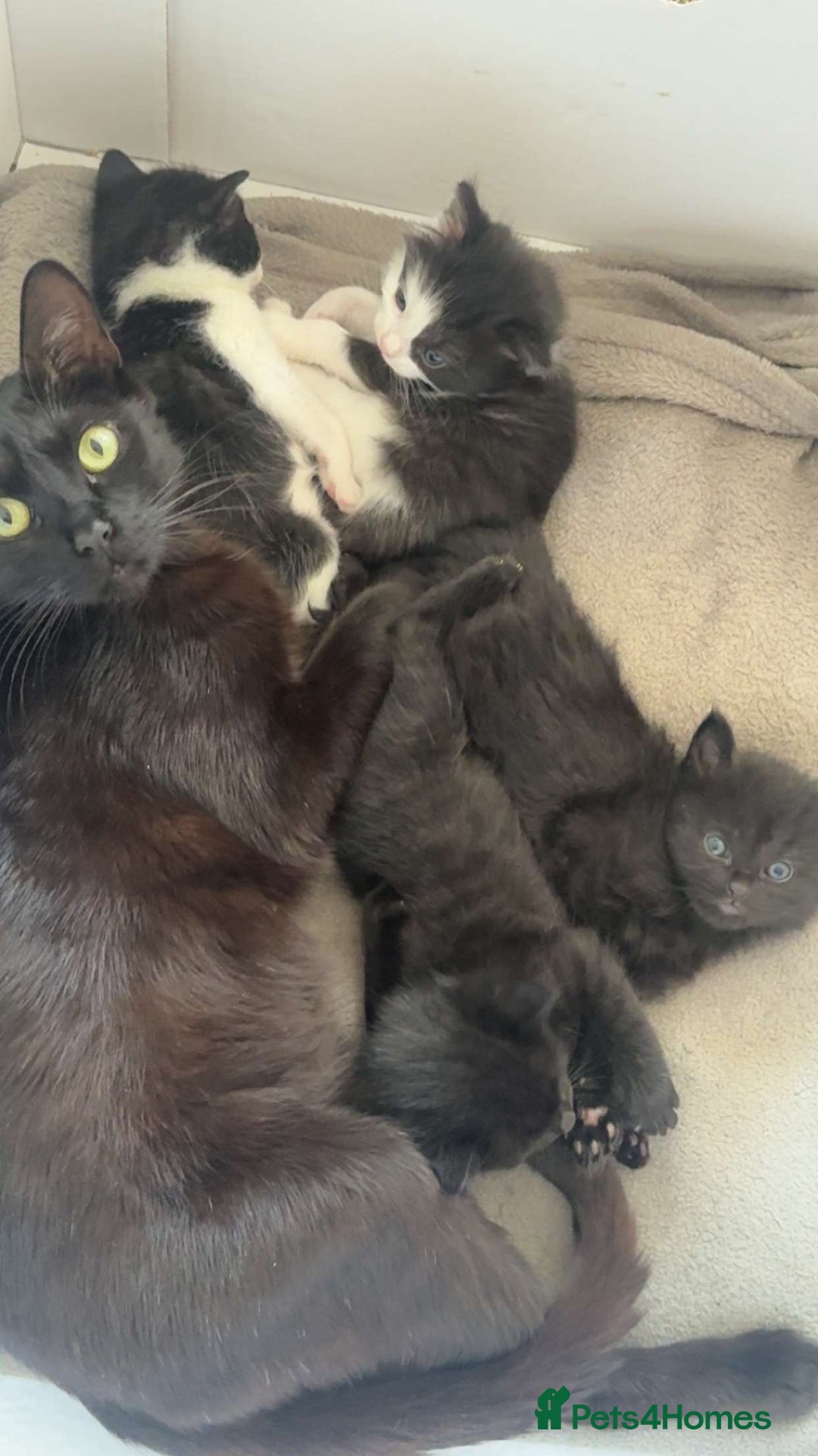 Mixed Breed cats for sale: female kittens  in Enfield - Image 1