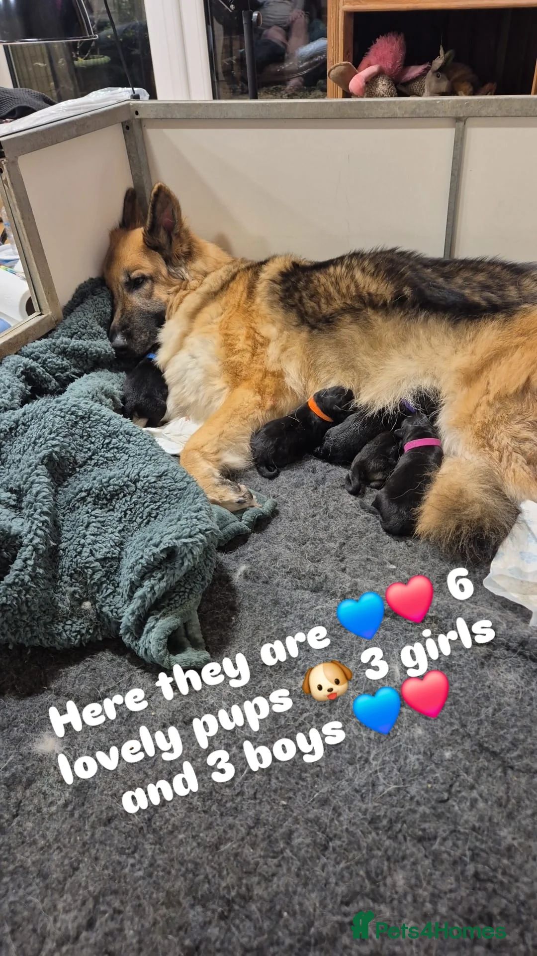 German Shepherd dogs for sale: Outstanding German Shepherd Puppies - Advert 2