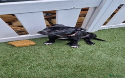 Staffordshire Bull Terrier dogs for sale: Black Female Staffordshire Bull Terrier - Image 9