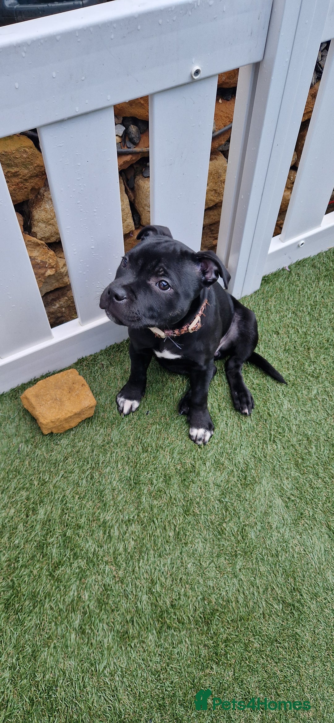 Staffordshire Bull Terrier dogs for sale: Black Female Staffordshire Bull Terrier - Image 9