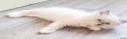 Ragdoll cats for sale: Pure ragdoll kitten  in Leicester - Advert 13