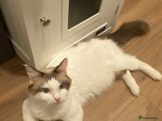 Ragdoll cats Ragdoll Cross Kittens - Advert 1