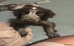Cocker Spaniel dogs for sale: Little boy for rehoming  - Image 5