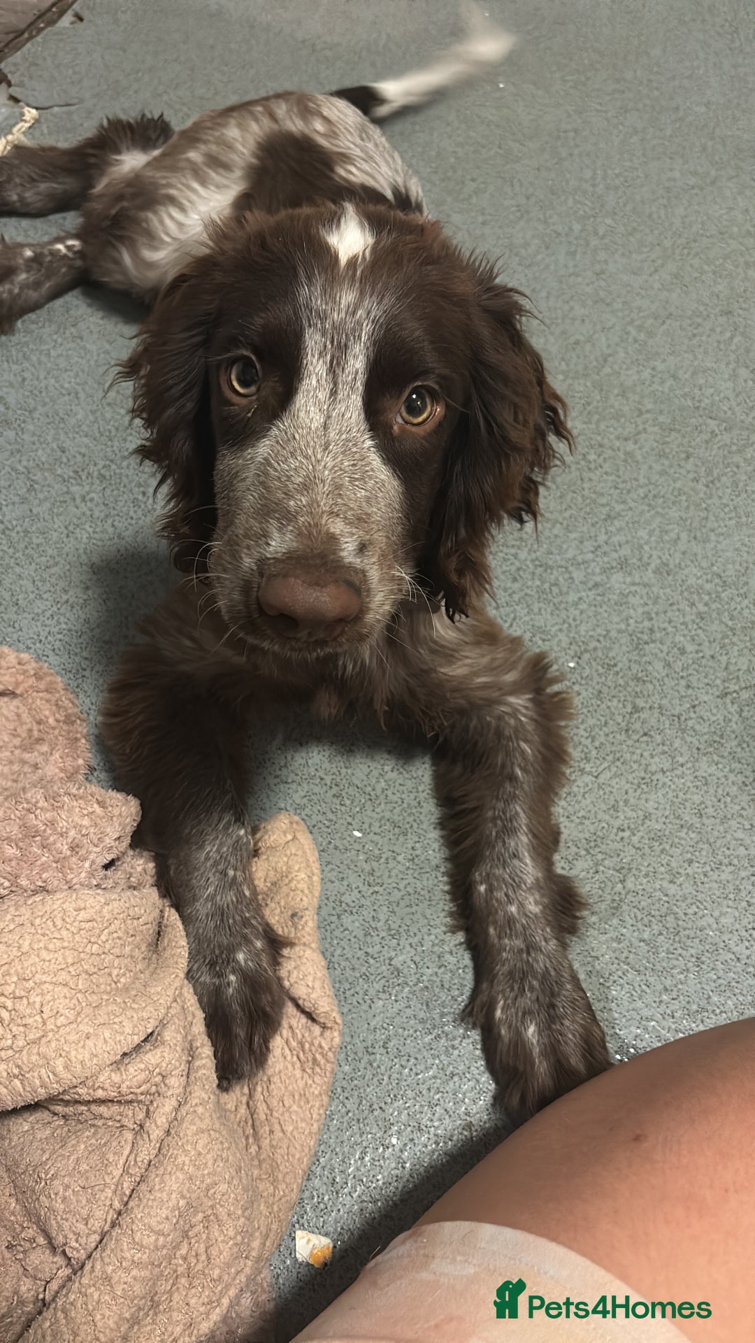 Cocker Spaniel dogs for sale: Little boy for rehoming  - Image 5