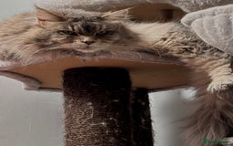 Maine Coon cats for sale: PUREBRED MALE MAINECOON FOR SALE  - Image 3