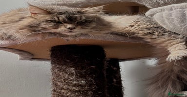 Maine Coon cats - Advert 1