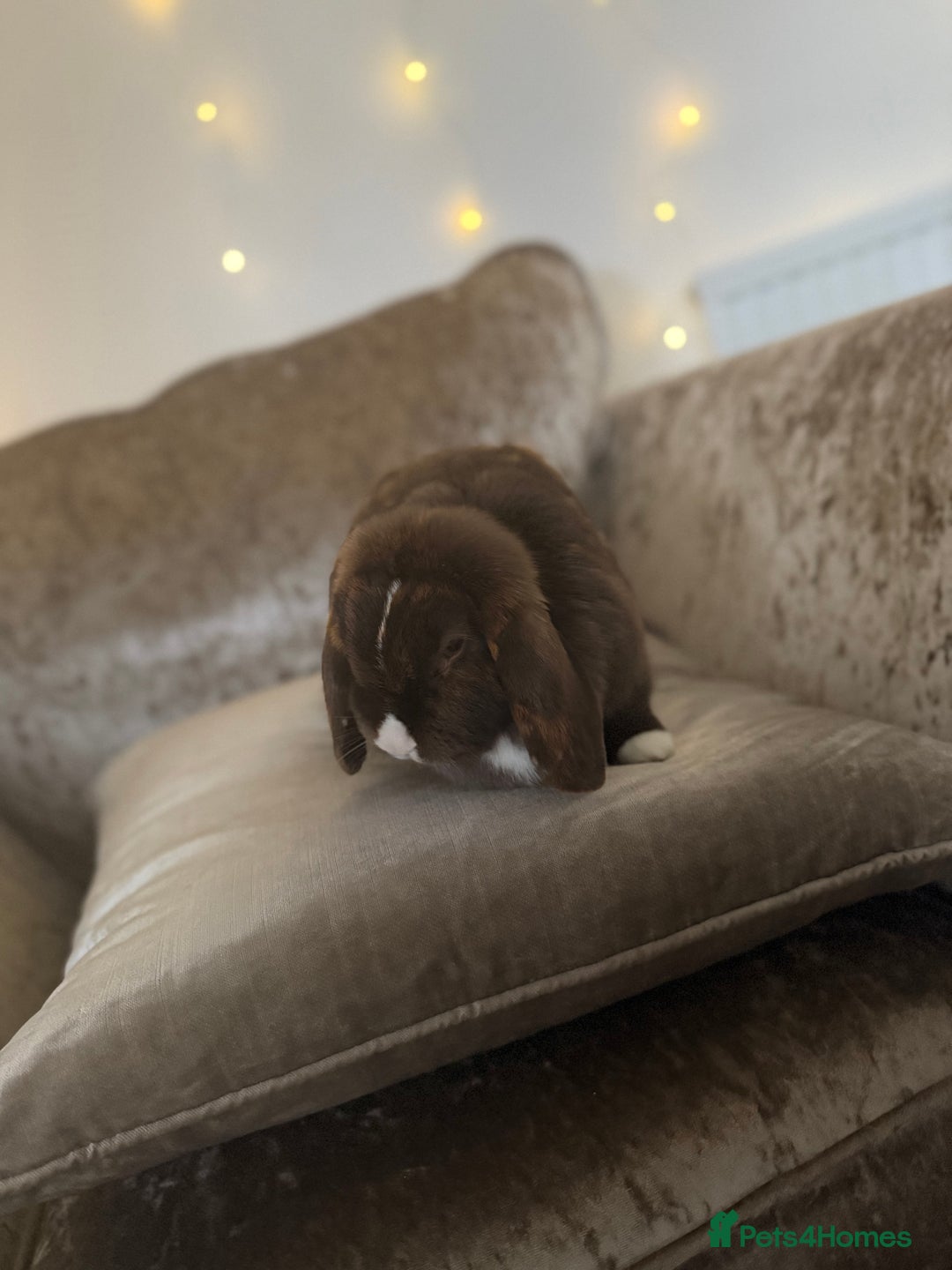 Mini Lop rabbits for sale: Mum and daughter mini lops for sale - Advert 8