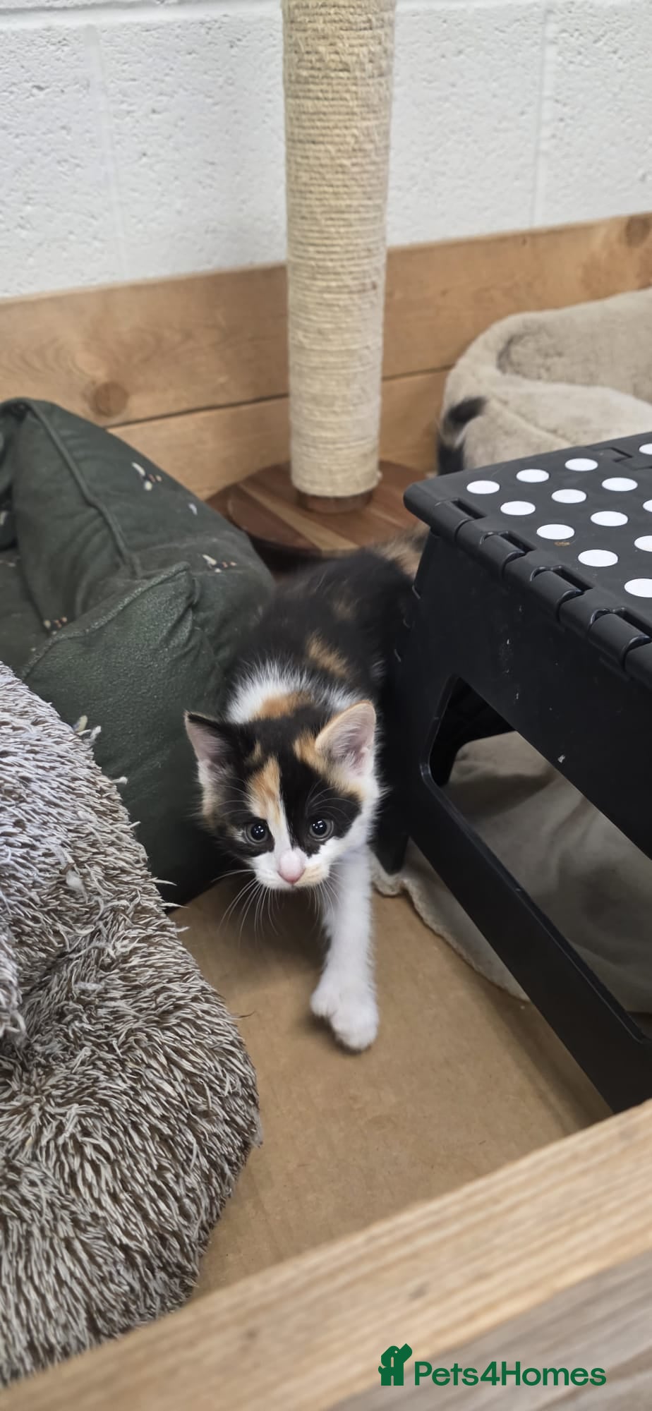 Domestic Shorthair cats for sale: 5 stunning black, ginger and white kittens - Advert 19