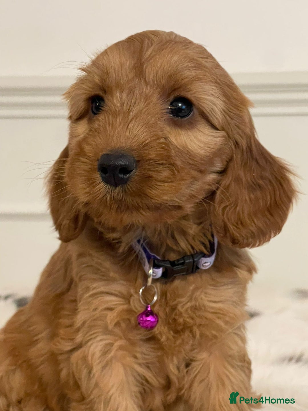 Cockapoo dogs for sale: Adorable F1 Cockapoo Puppies  - Image 19