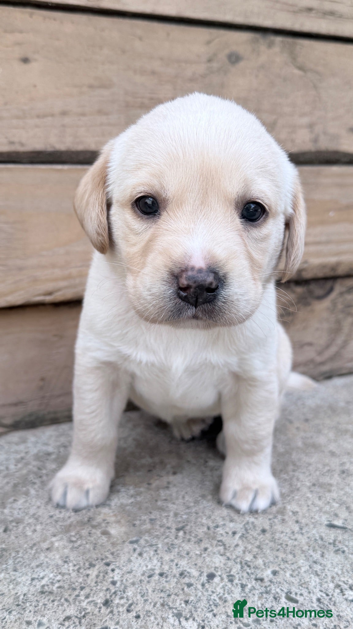 Labrador Retriever dogs Stunning KC Registered Labrador Puppies 🐾 - Advert 1
