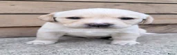 Labrador Retriever dogs for sale: Stunning KC Registered Labrador Puppies 🐾 - Advert 8