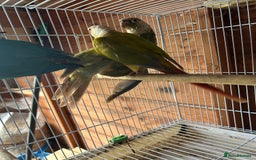Conures birds for sale: Conures  - Image 6