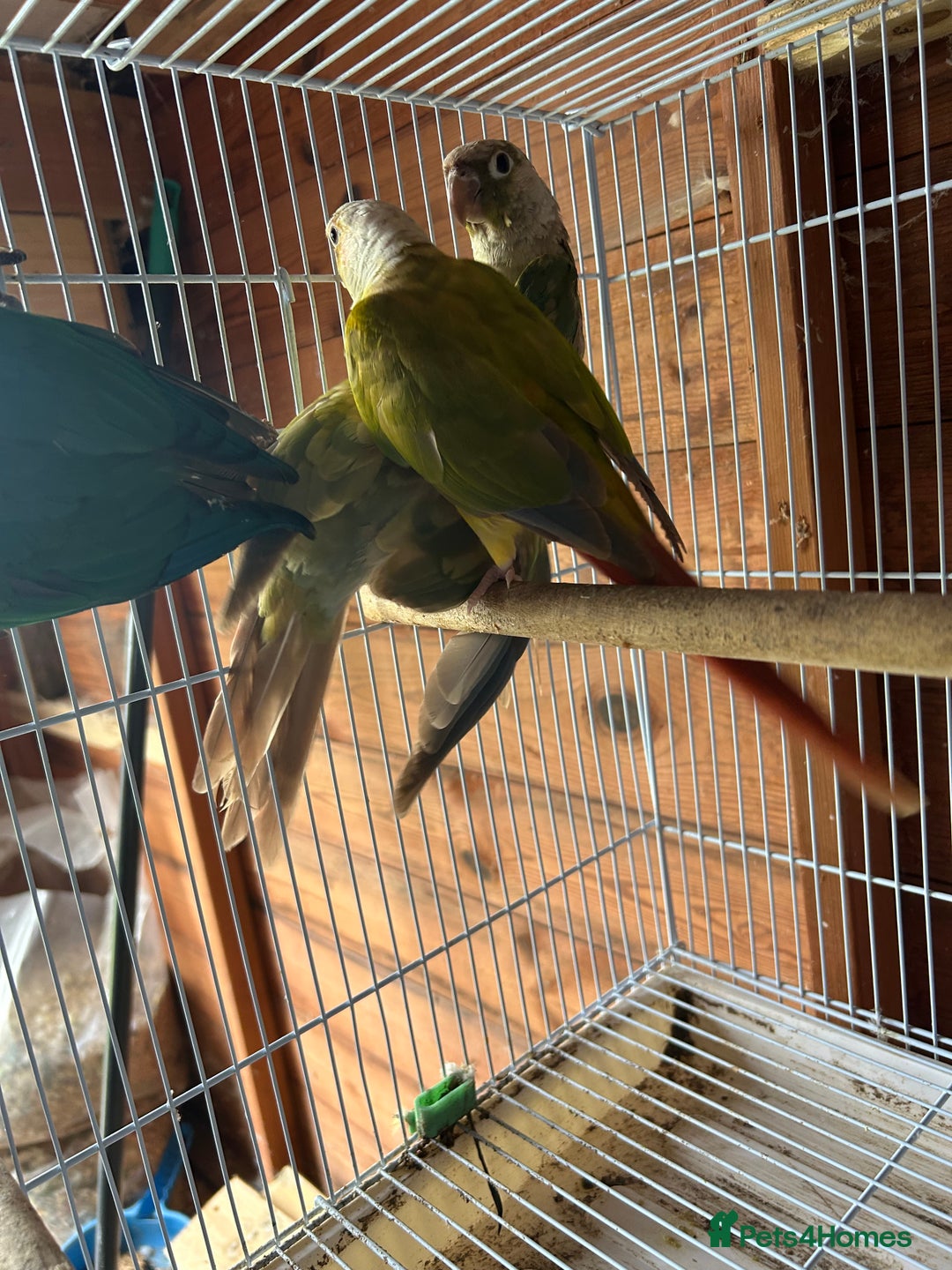 Conures birds for sale: Conures  - Image 6