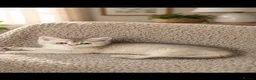 Scottish Fold cats for sale: Scottish Fold & Straight – Elegant Bloodline - Advert 17