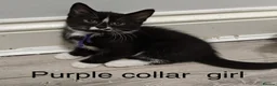 Mixed Breed cats for sale:  gorgeous mixed litter of four incredibly sweet - Advert 4