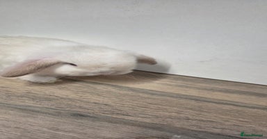 Mini Lop rabbits 💙Only one left💙purebred minilops💙  - Advert 3