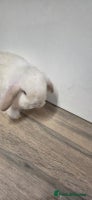 Mini Lop rabbits 💙Only one left💙purebred minilops💙 - Advert 3