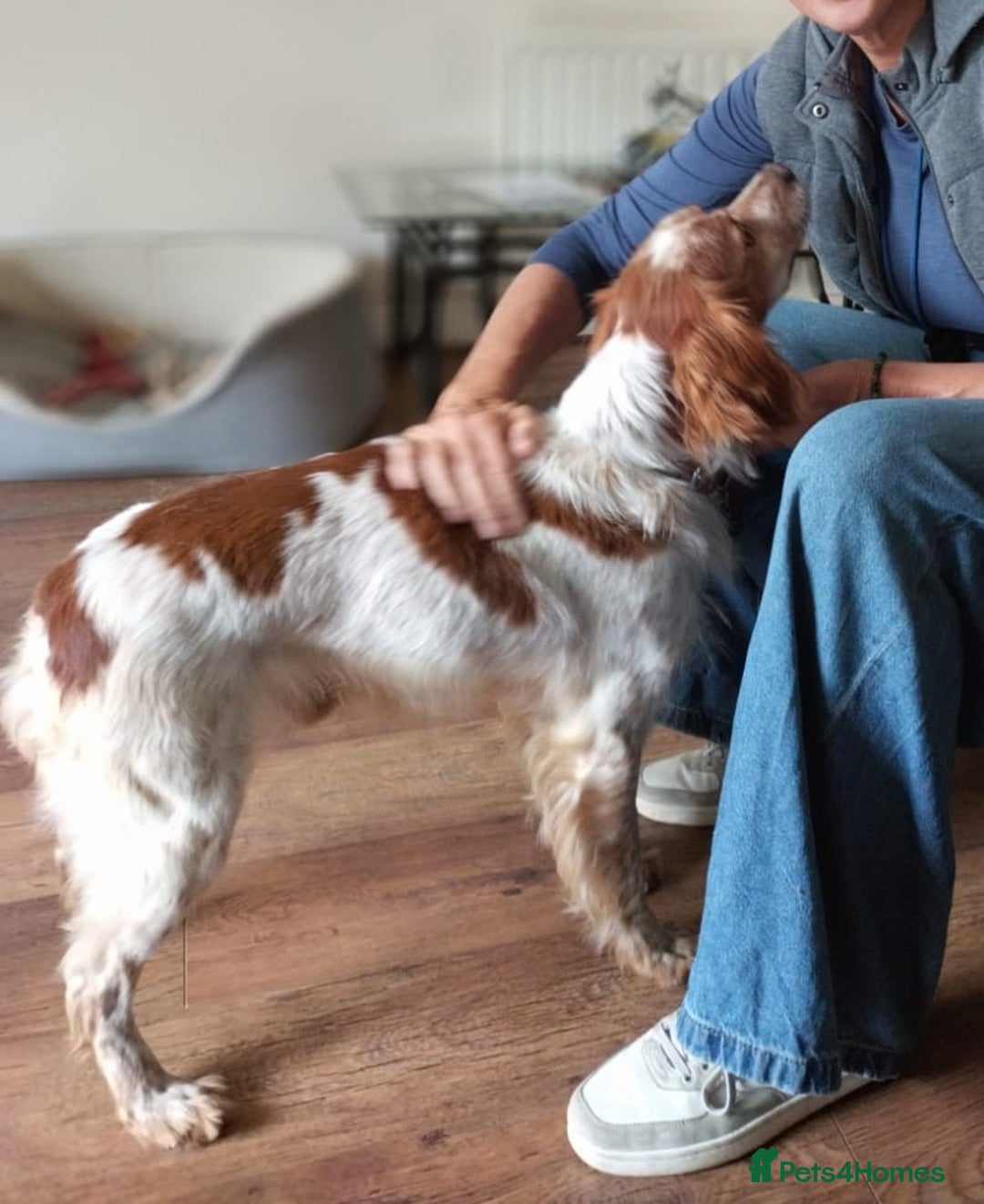 Brittany Spaniel dogs for adoption: Cronos a wonderful Brittany - Image 2