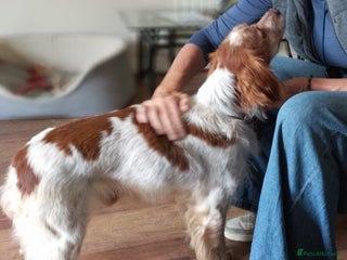 Brittany Spaniel dogs - Advert 34