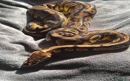Python Snake reptiles for sale: Ball pythons, babies and adults various morphs - Image 9