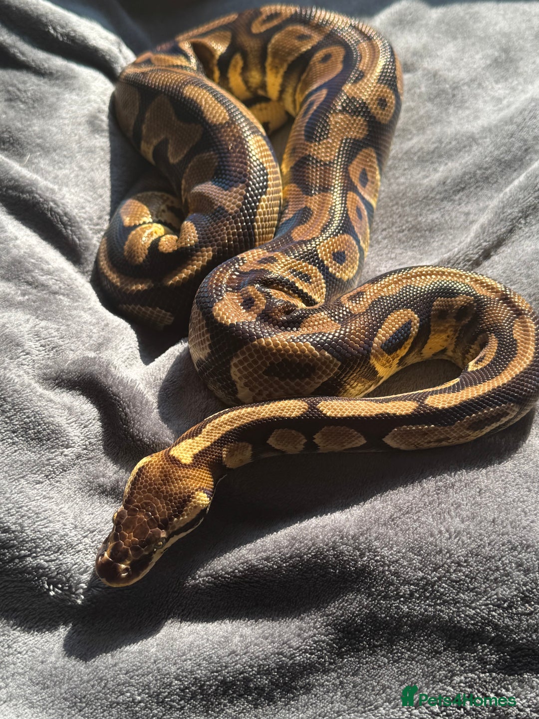 Python Snake reptiles for sale: Ball pythons, babies and adults various morphs - Image 9