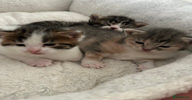 Domestic Shorthair cats - Advert 10