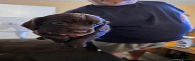 Puppy 2