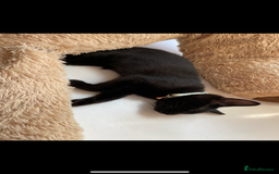 Siamese cats for sale: Gorgeous kitten boy with all accessories  - Image 3