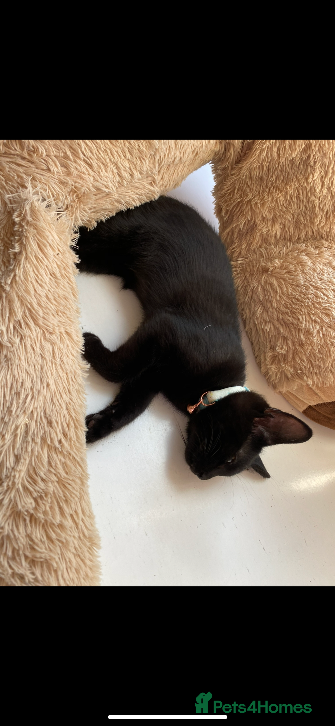 Siamese cats for sale: Gorgeous kitten boy with all accessories  - Image 3