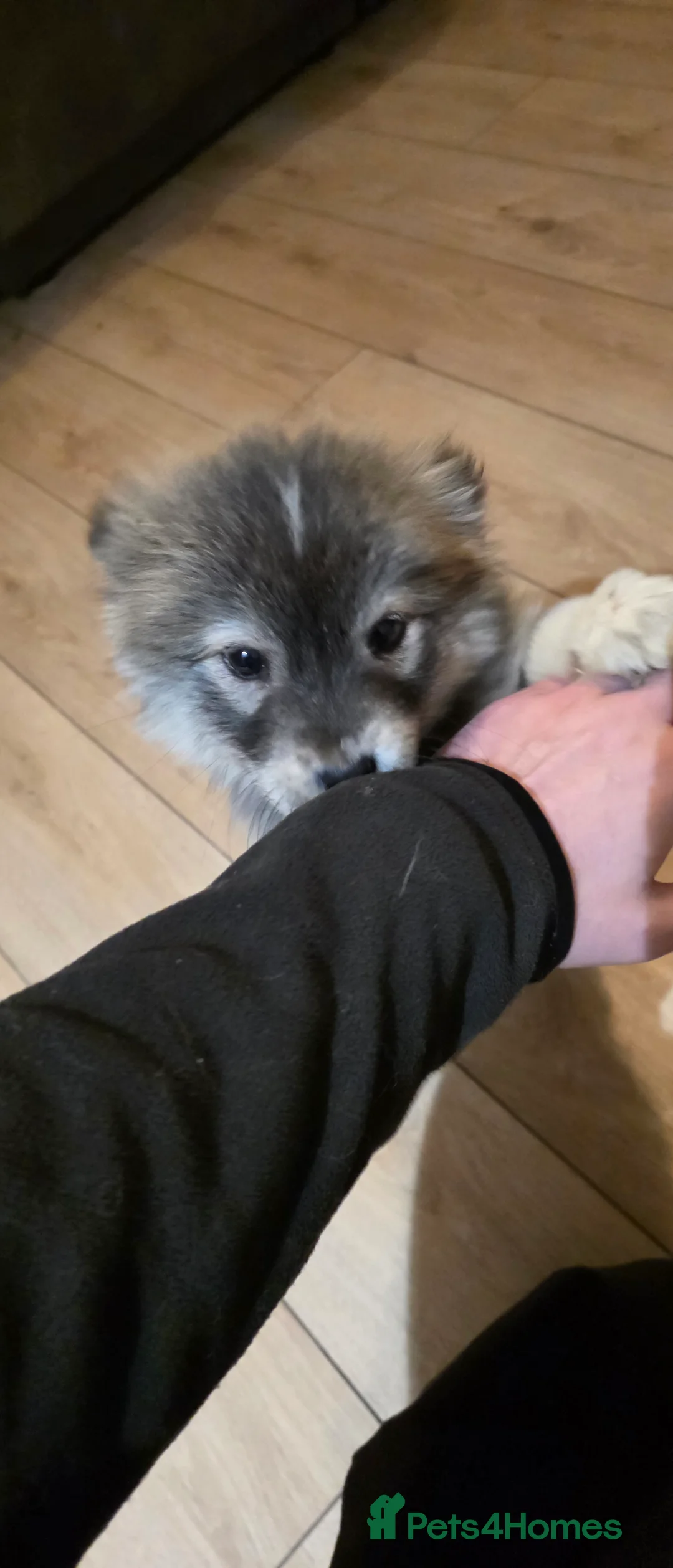 Mixed Breed dogs for sale: Adorable Merle Chowski's for sale  - Advert 22