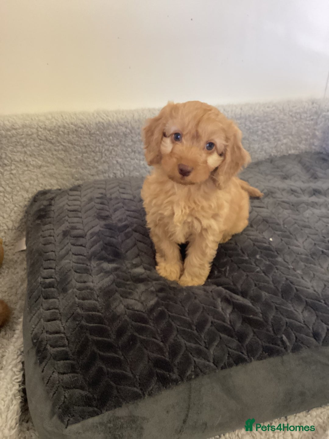 Cockapoo dogs for sale: F1 cockapoo puppies  - Image 1