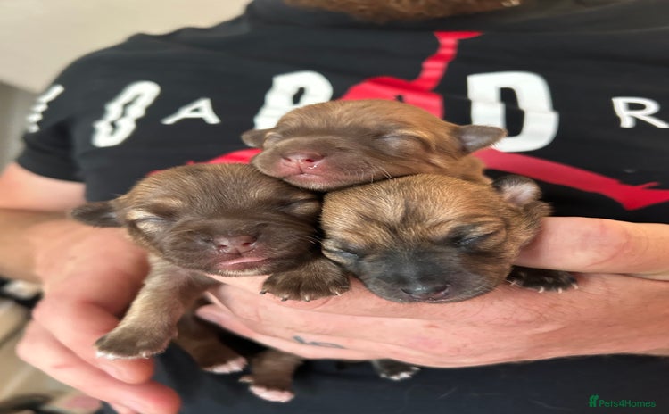 Chihuahua dogs - Advert 1