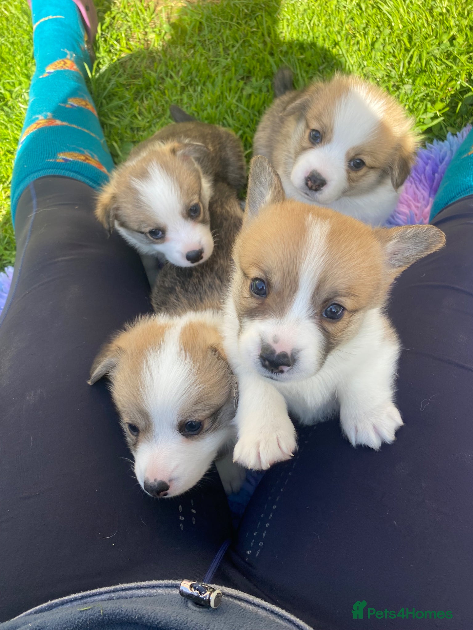 Welsh Corgi Pembroke dogs **Last 2!** KC registered corgi puppies!  - Advert 11