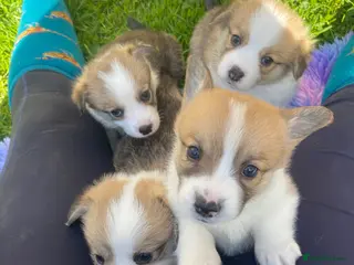 Welsh Corgi Pembroke dogs **Last 2!** KC registered corgi puppies! - Advert 3