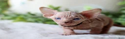 Sphynx cats for sale: Beautiful Pedigree Sphynx Kittens  - Advert 29