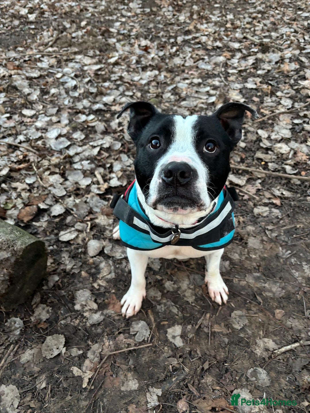 Staffordshire Bull Terrier dogs for adoption: Beau  - Advert 3