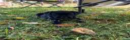 Labrador Retriever dogs for sale: Gorgeous Labrador puppies  in Tetbury - Advert 4