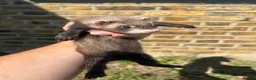 Ferret rodents for sale: Ferret kits - Advert 7