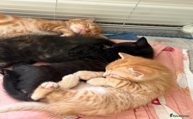 Mixed Breed cats - Advert 3